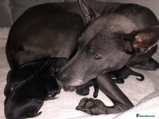 Thai Ridgeback dogs Thai ridgeback puppies ** - Advert 1