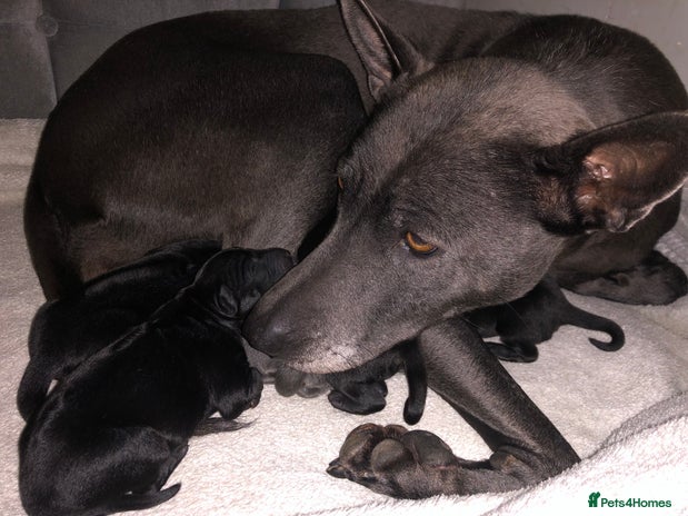 Thai Ridgeback dogs - Advert 1