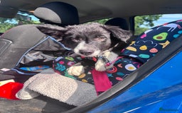 Border Collie dogs for sale: Border collie puppy  - Image 2