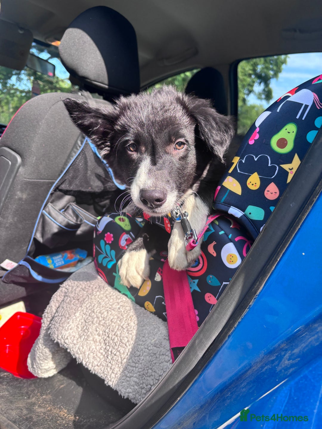 Border Collie dogs for sale: Border collie puppy  - Image 2