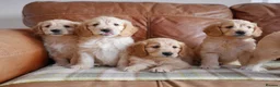 Mini Goldendoodle dogs for sale: Stunning F1 Health Tested Miniature Goldendoodles - Advert 12