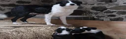 Border Collie dogs for sale: Border Collie Pups - Advert 1