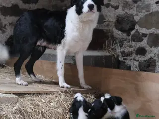 Border Collie dogs Border Collie Pups - Advert 5