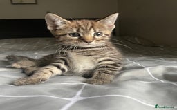 Mixed Breed cats for sale: 1/4 Bengal Female Kitten  - Image 3