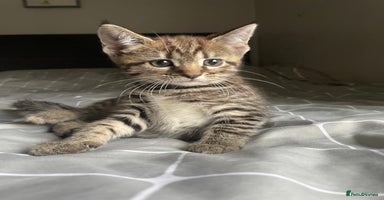 Mixed Breed cats - Advert 13