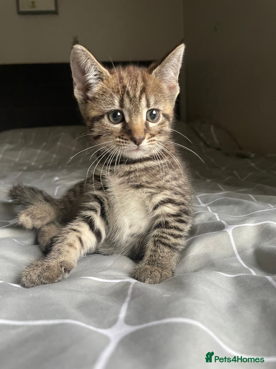 Mixed Breed cats for sale: 1/4 Bengal Female Kitten  - Image 3