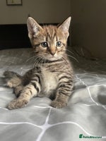 Mixed Breed cats - Advert 13