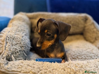 Mixed Breed dogs - Advert 12