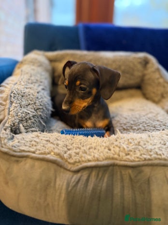 Mixed Breed dogs - Advert 15