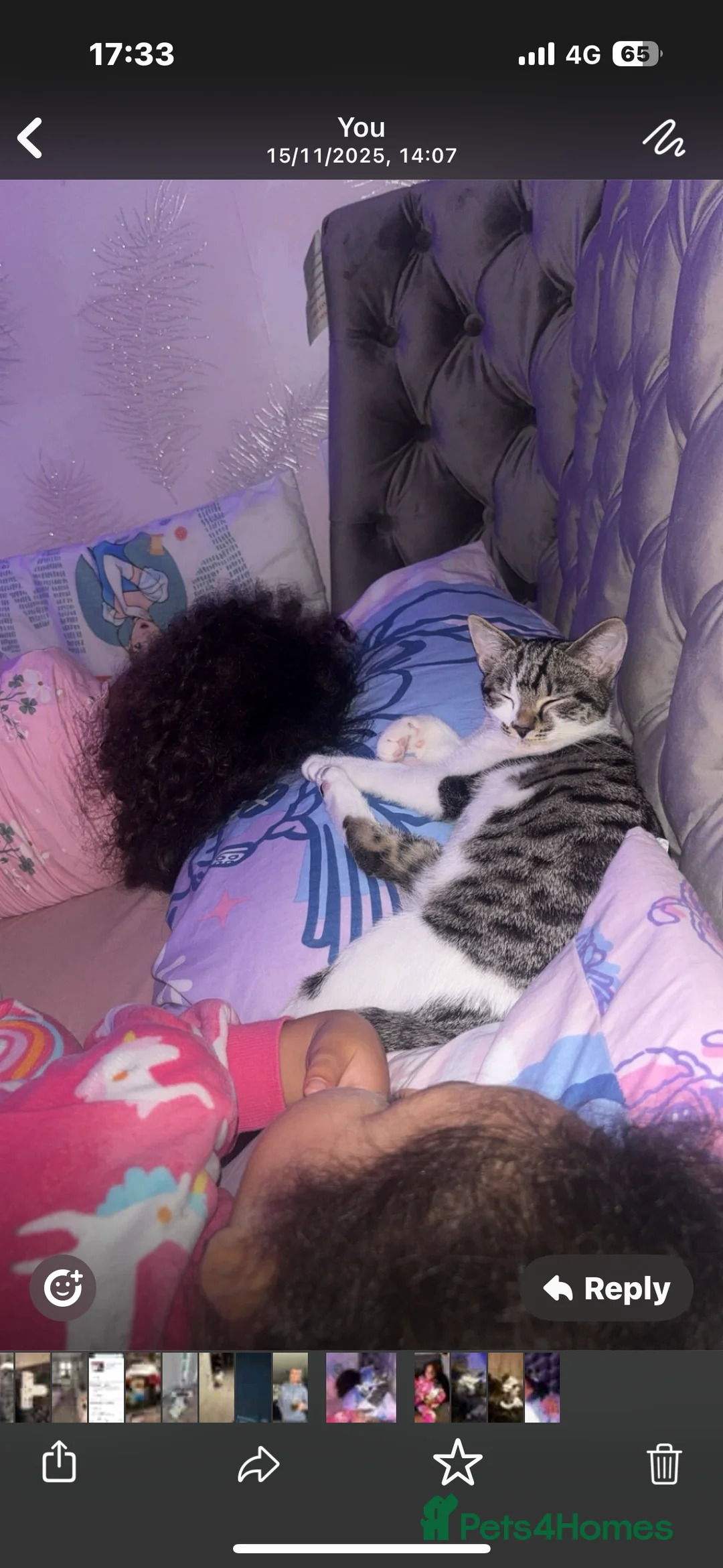 Mixed Breed cats for sale: Beautiful 8 month old kitten  - Advert 4