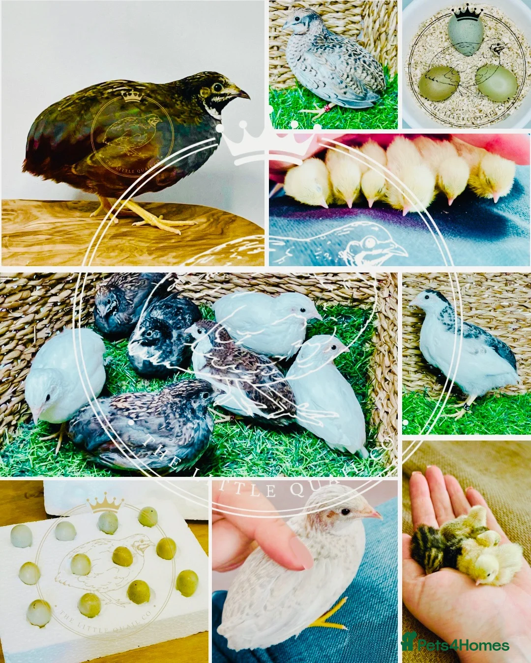 Quail poultry for sale: Chinese Painted/Button Quail | Eggs/Chicks/Layers  in Wells - Advert 2