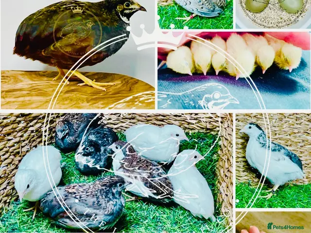 Quail poultry for sale: Chinese Painted/Button Quail | Eggs/Chicks/Layers - Advert 2