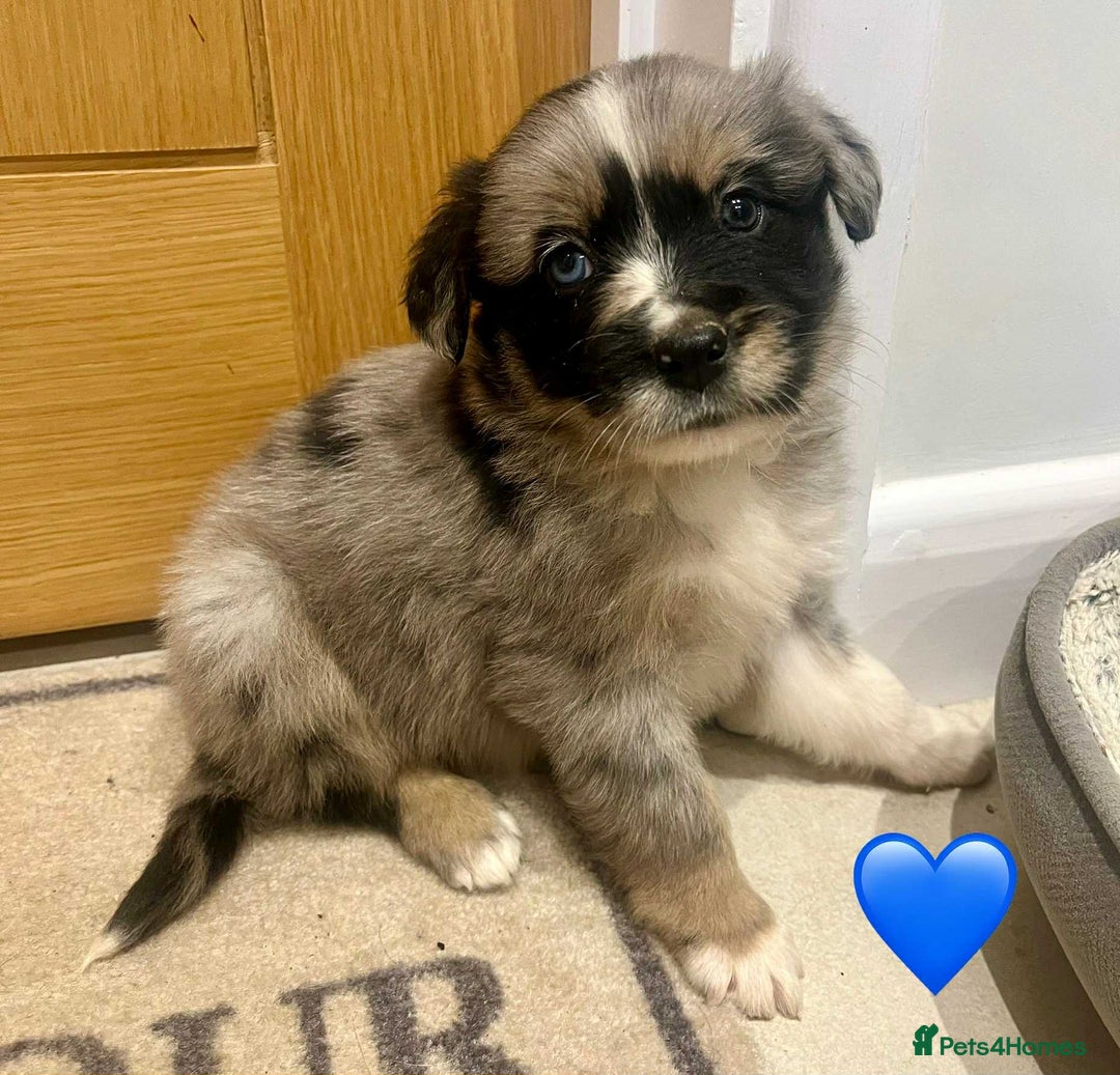 Golden Retriever dogs for sale: Beautiful Golden Retriever x Border Collies Pups - Image 1