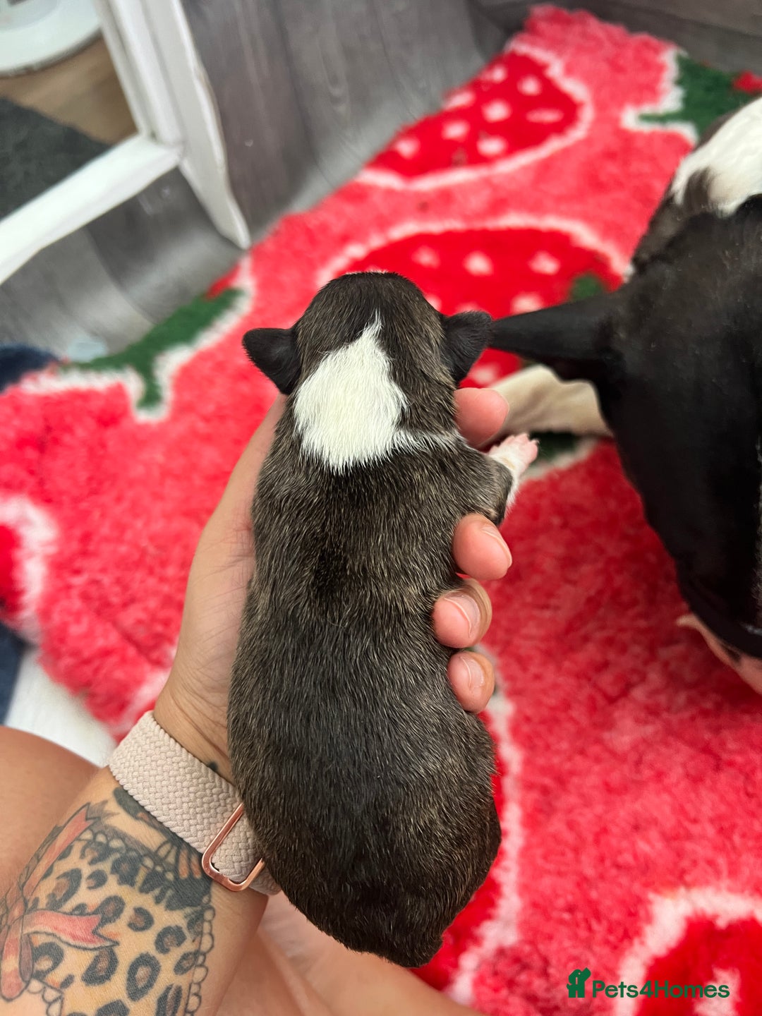 English Bull Terrier dogs for sale: Janineabullz bull terriers beautiful litter  - Image 11