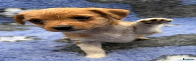 Jack Russell 4