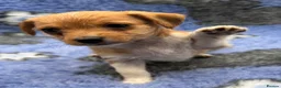 Jack Russell dogs for sale: Stunning Little Jack Russell Pups - Advert 19