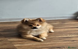Pomeranian dogs for sale: Pomeranian  - Image 3