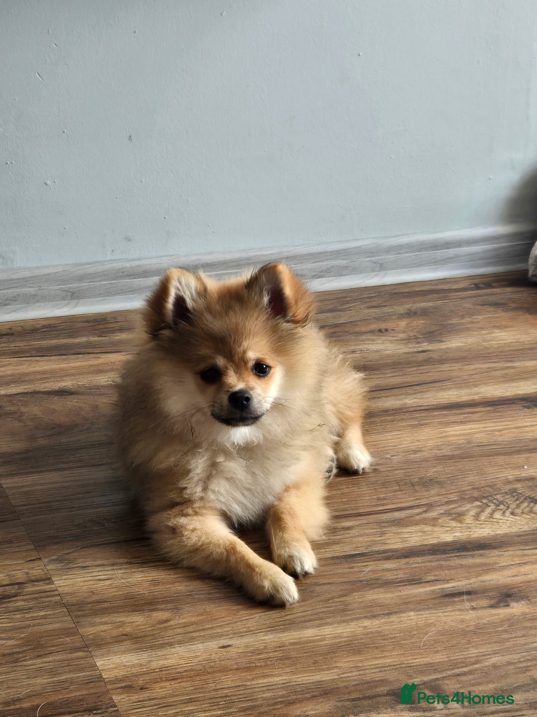 Pomeranian dogs for sale: Pomeranian  - Image 3