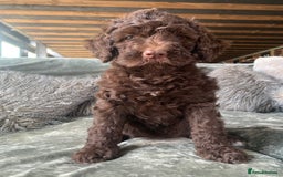 Bernedoodle dogs for sale: Standard Bernedoodle Girls Available  - Image 12