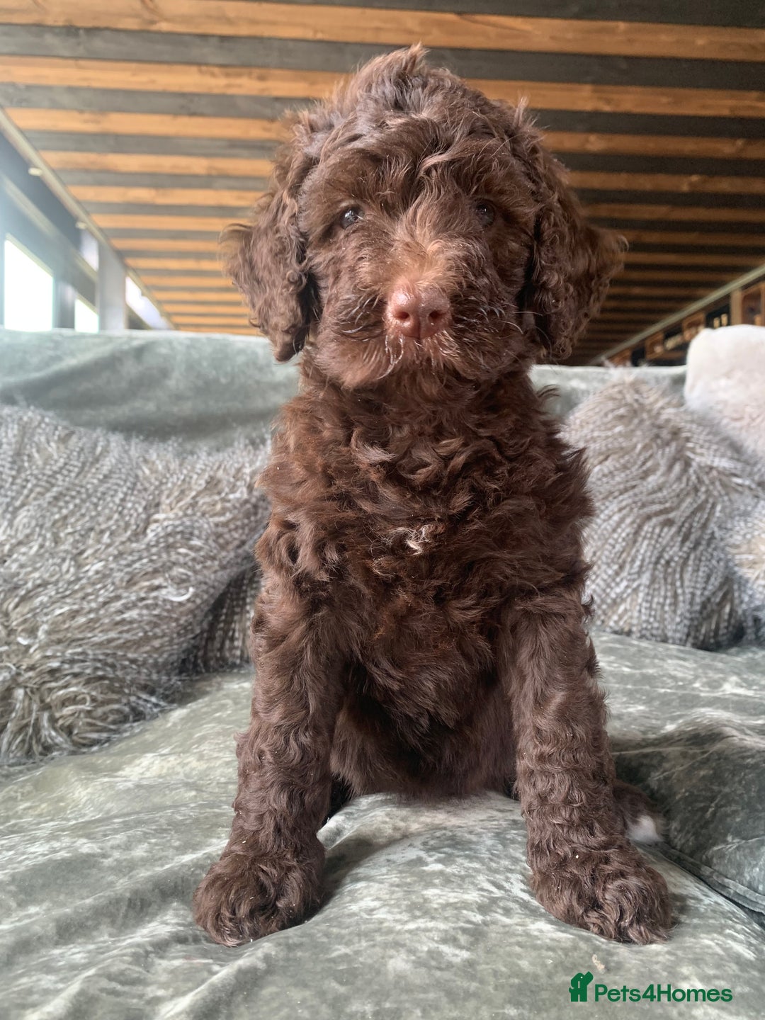 Bernedoodle dogs for sale: Standard Bernedoodle Girls Available  - Image 12