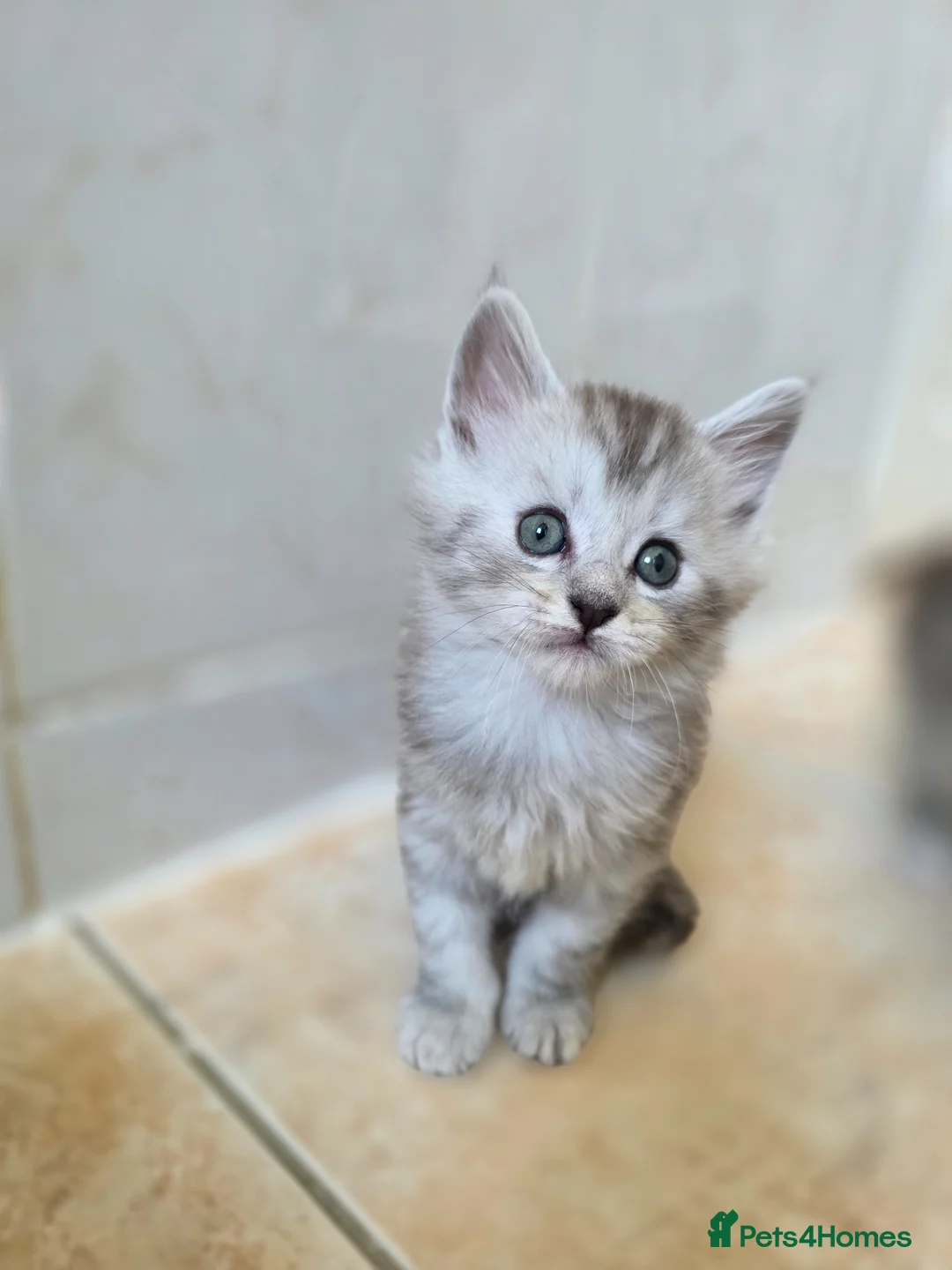 Maine Coon cats for sale: Pedigree TICA Registered Maine Coon Kittens - Advert 21