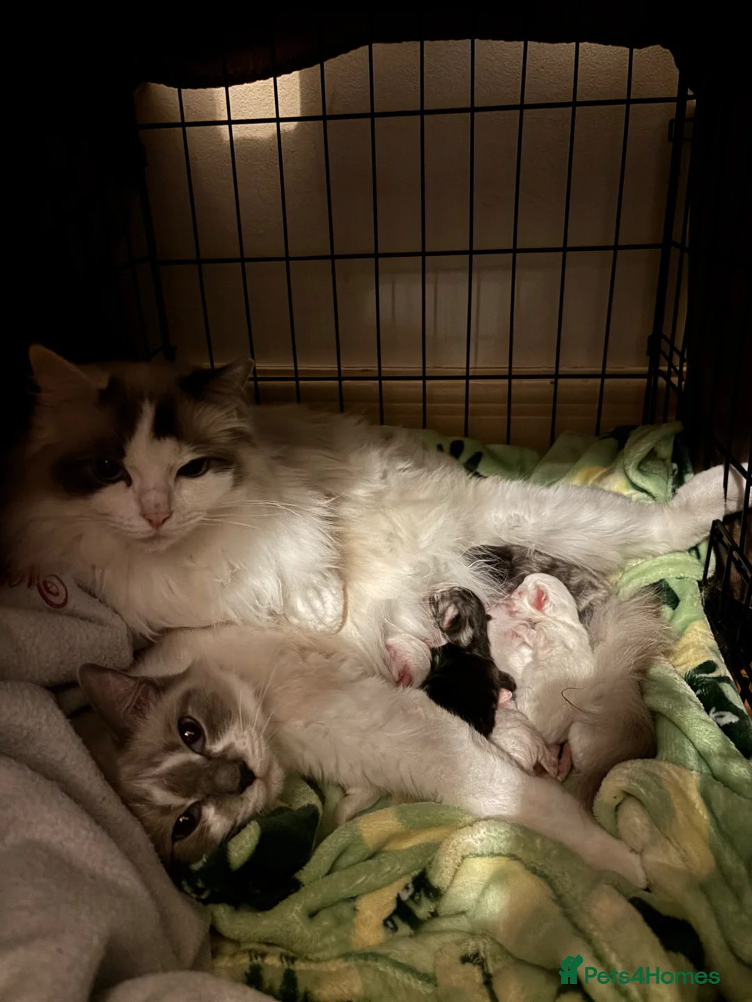 Ragcoon cats for sale: Stunning Ragcoons 😍 in Southport - Advert 2