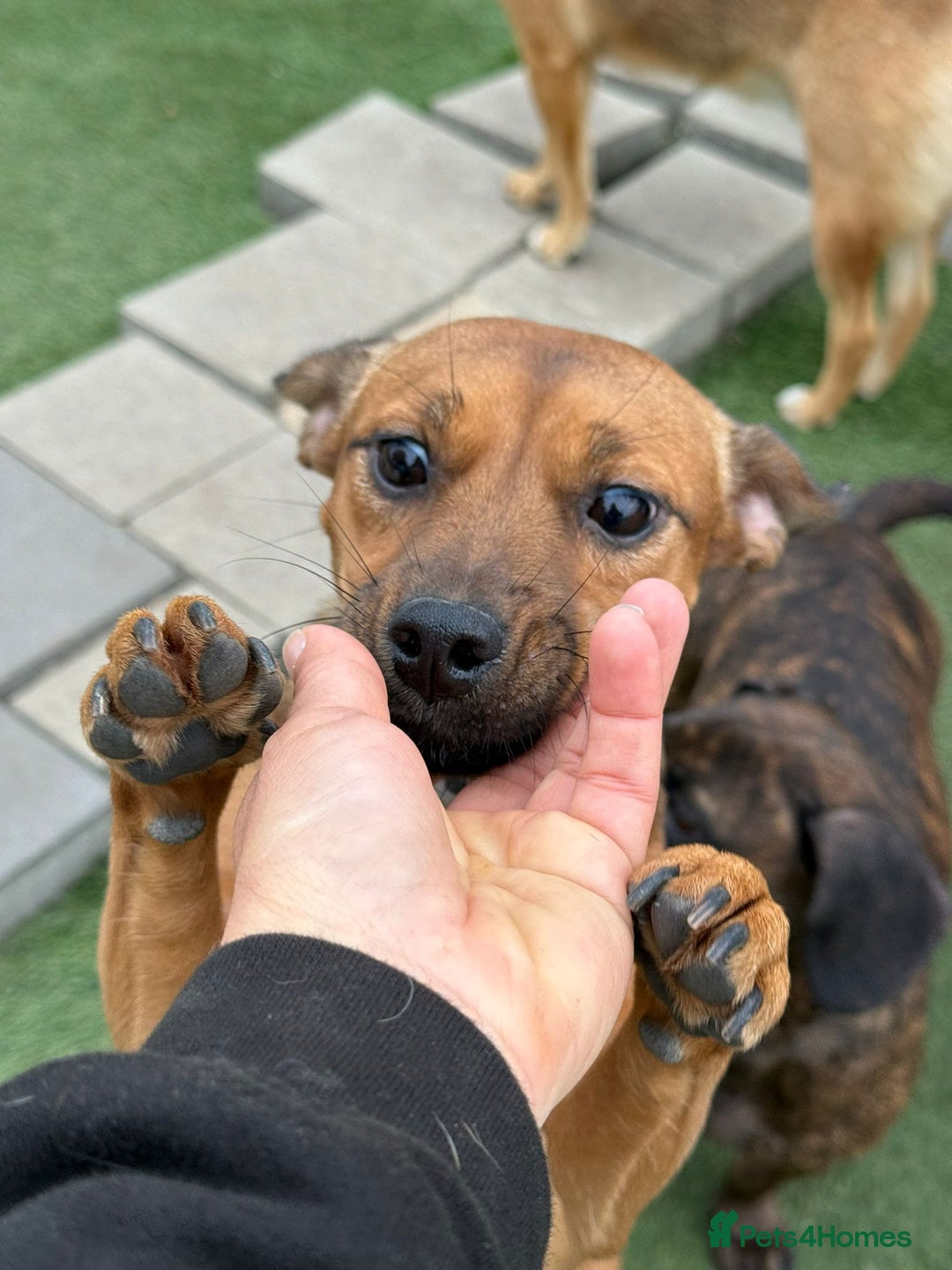 Mixed Breed dogs for adoption: Lovely little Masni wants her home - Advert 8