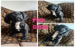 Cocker Spaniel dogs for sale: COCKER SPANIEL GIRLS READY FOR NEW HOMES  - Image 19