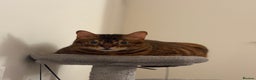 Bengal cats for sale: Lovely Bengal Cat for indoor home.  - Advert 3