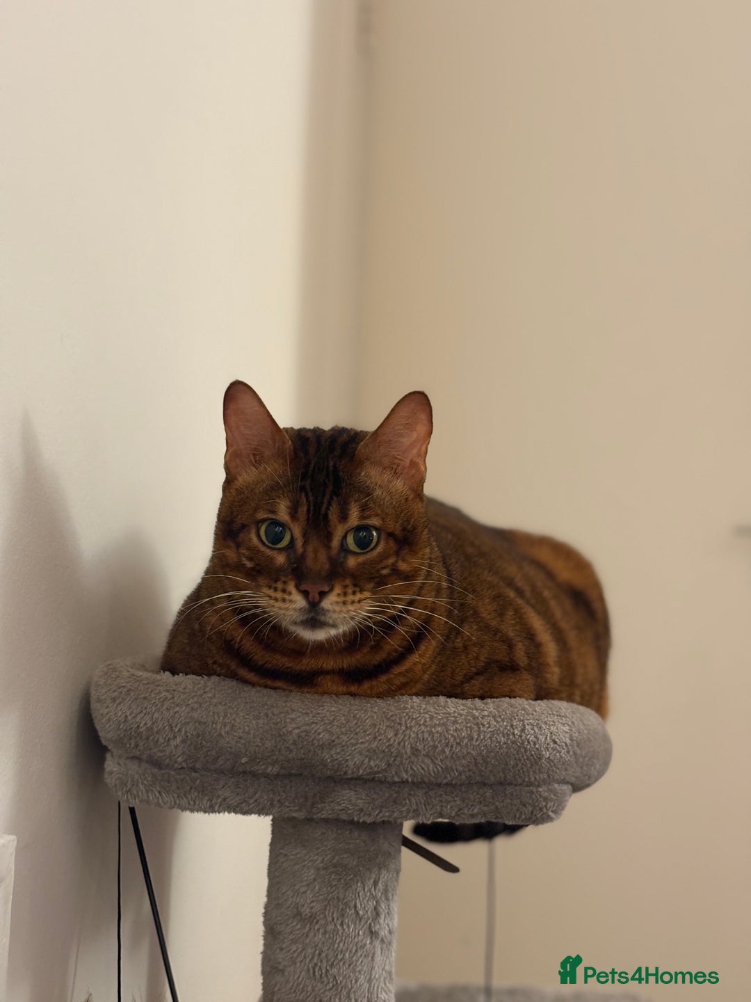 Bengal cats for sale: Lovely Bengal Cat for indoor home.  - Advert 3