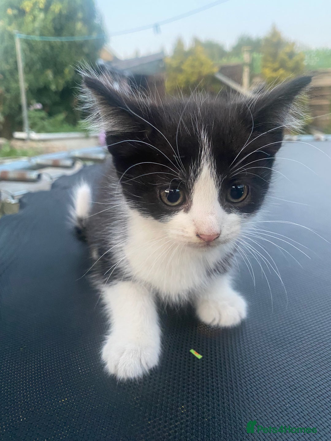 Bombay cats for sale: kitten for sale!! - Image 1