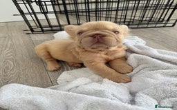French Bulldog dogs for sale: Visual fluffy French bulldog PUPPYS REDUCED  - Image 5