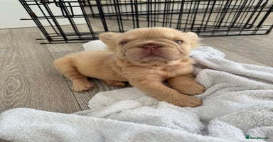 French Bulldog dogs - Advert 15