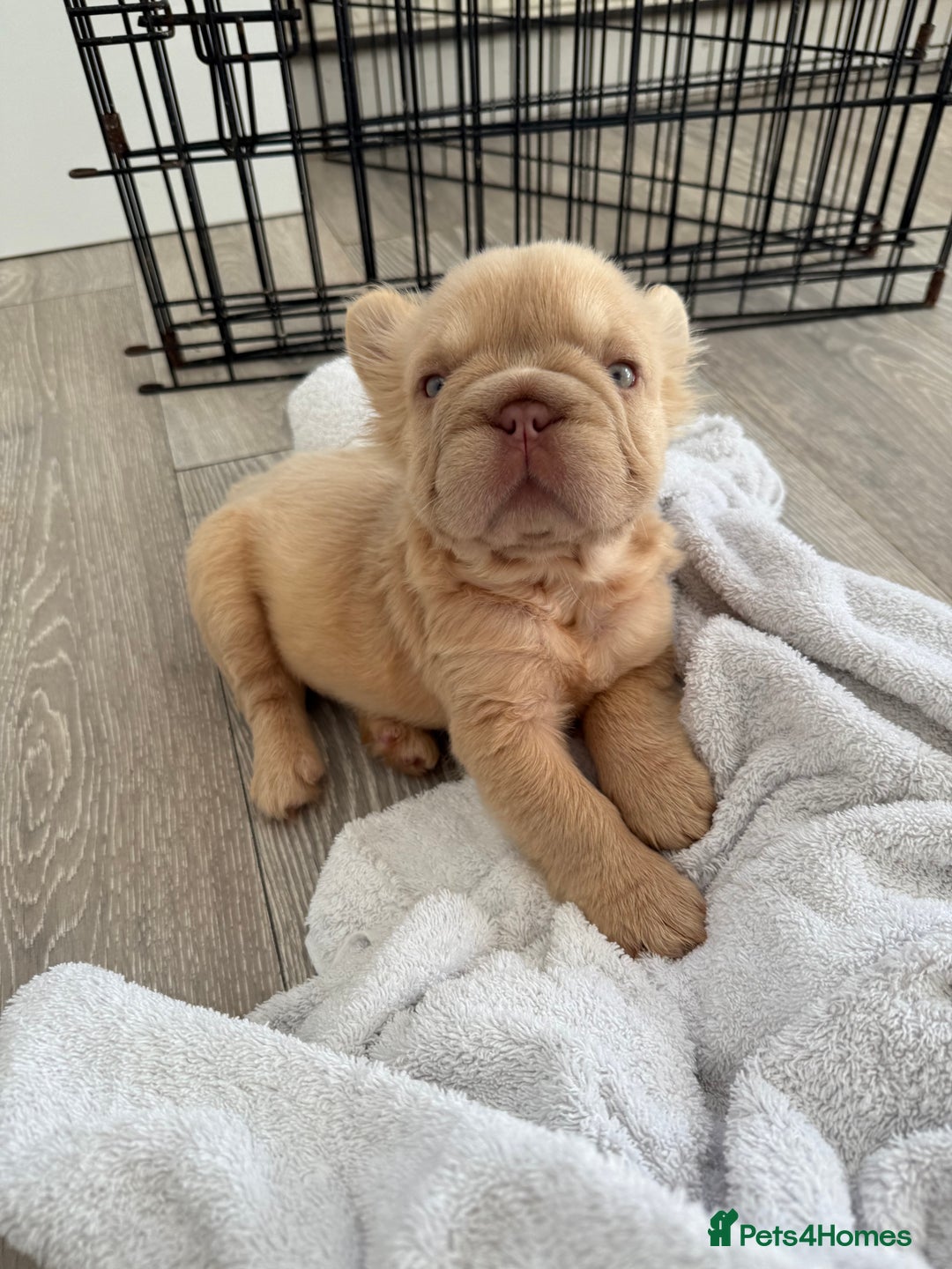 French Bulldog dogs for sale: Visual fluffy French bulldog PUPPYS REDUCED  - Image 5
