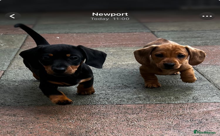 Miniature Dachshund dogs - Advert 9