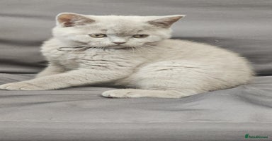 British Shorthair cats - Advert 10