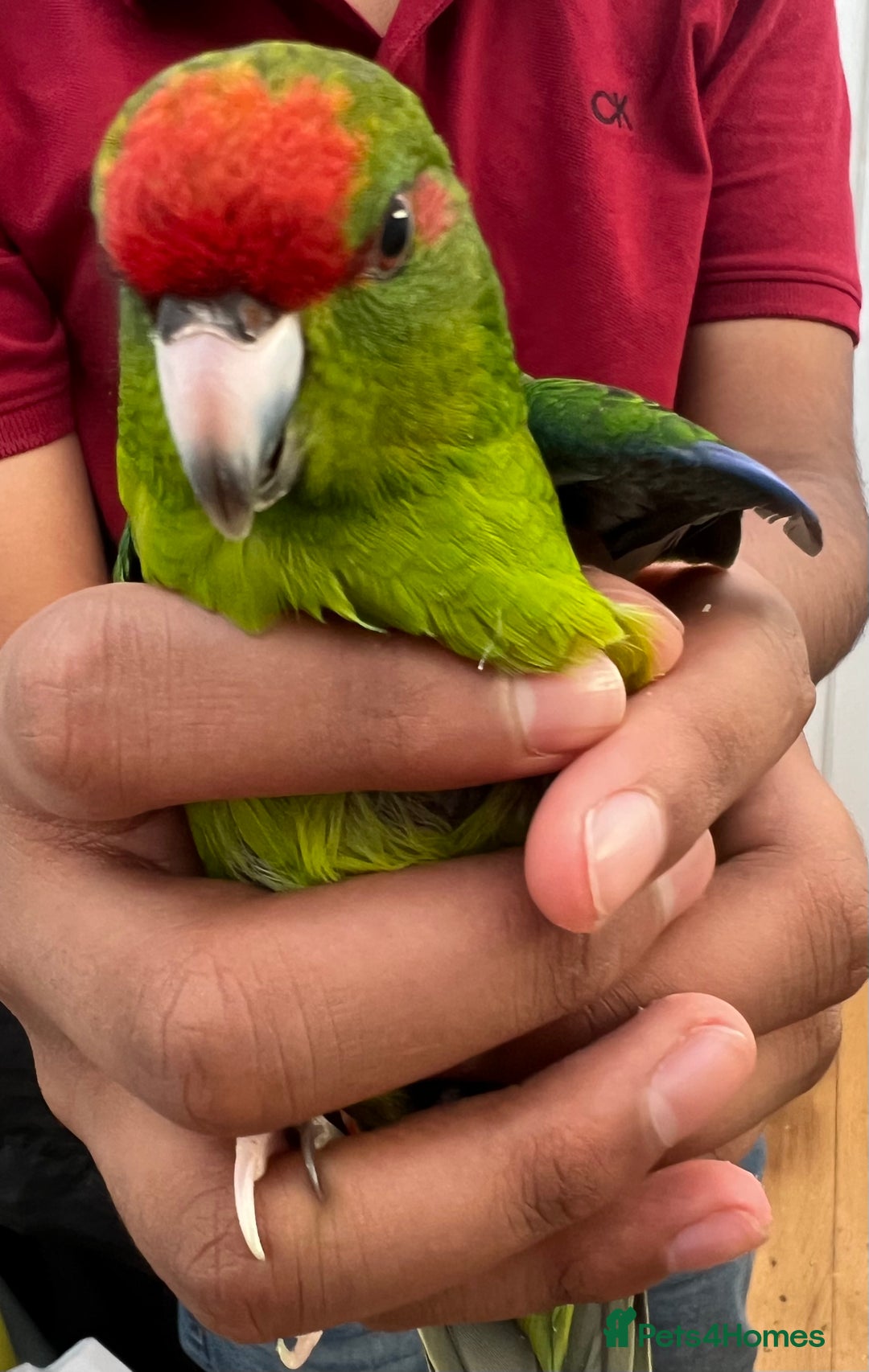 Parrots birds for sale: Semi-tamed kakariki  - Image 5