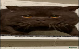 Brazilian Shorthair cats for stud: Chocolate Shorthair  - Image 4