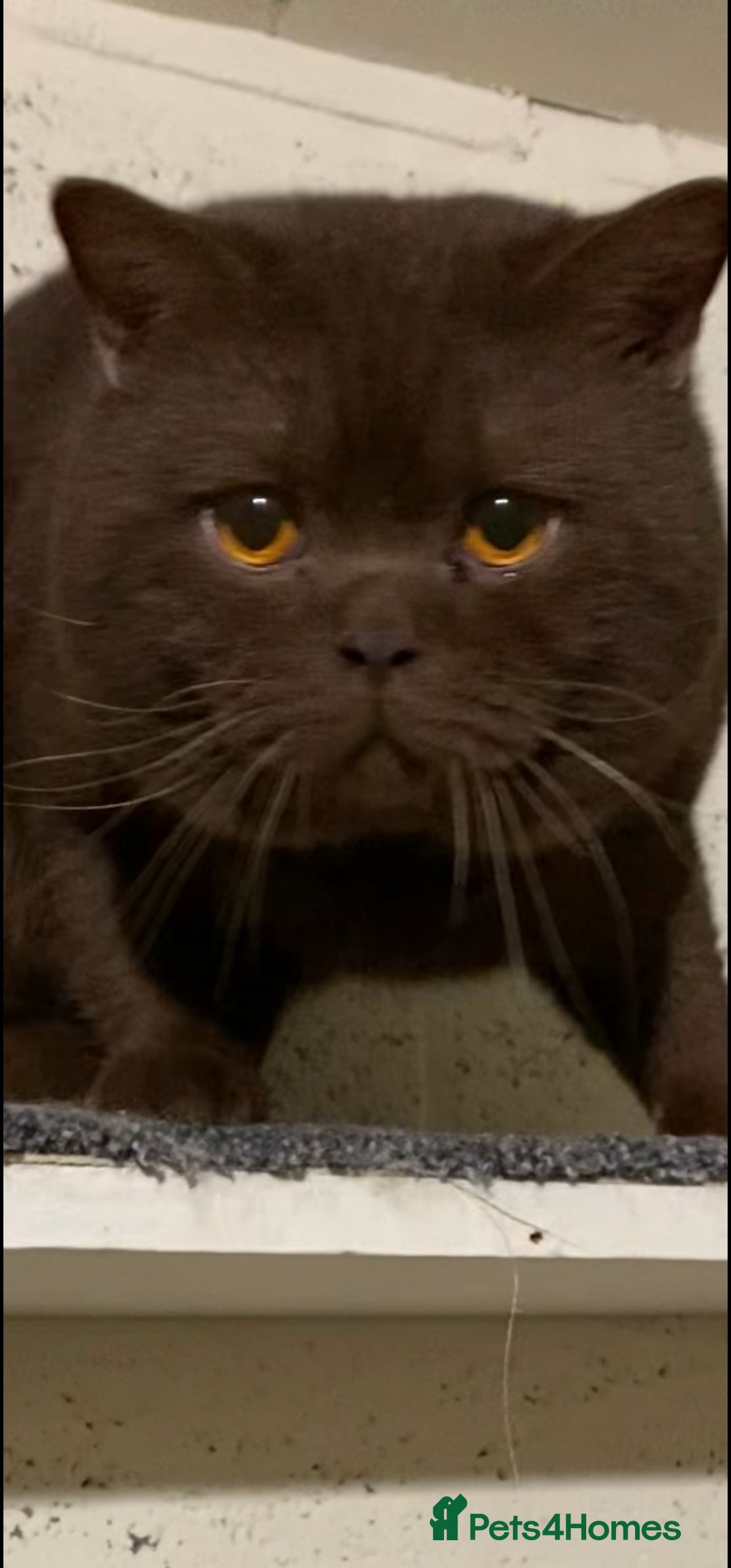 Brazilian Shorthair cats for stud: Chocolate Shorthair  - Image 4