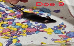 Mouse rodents for sale: Fancy Mice  - Image 5
