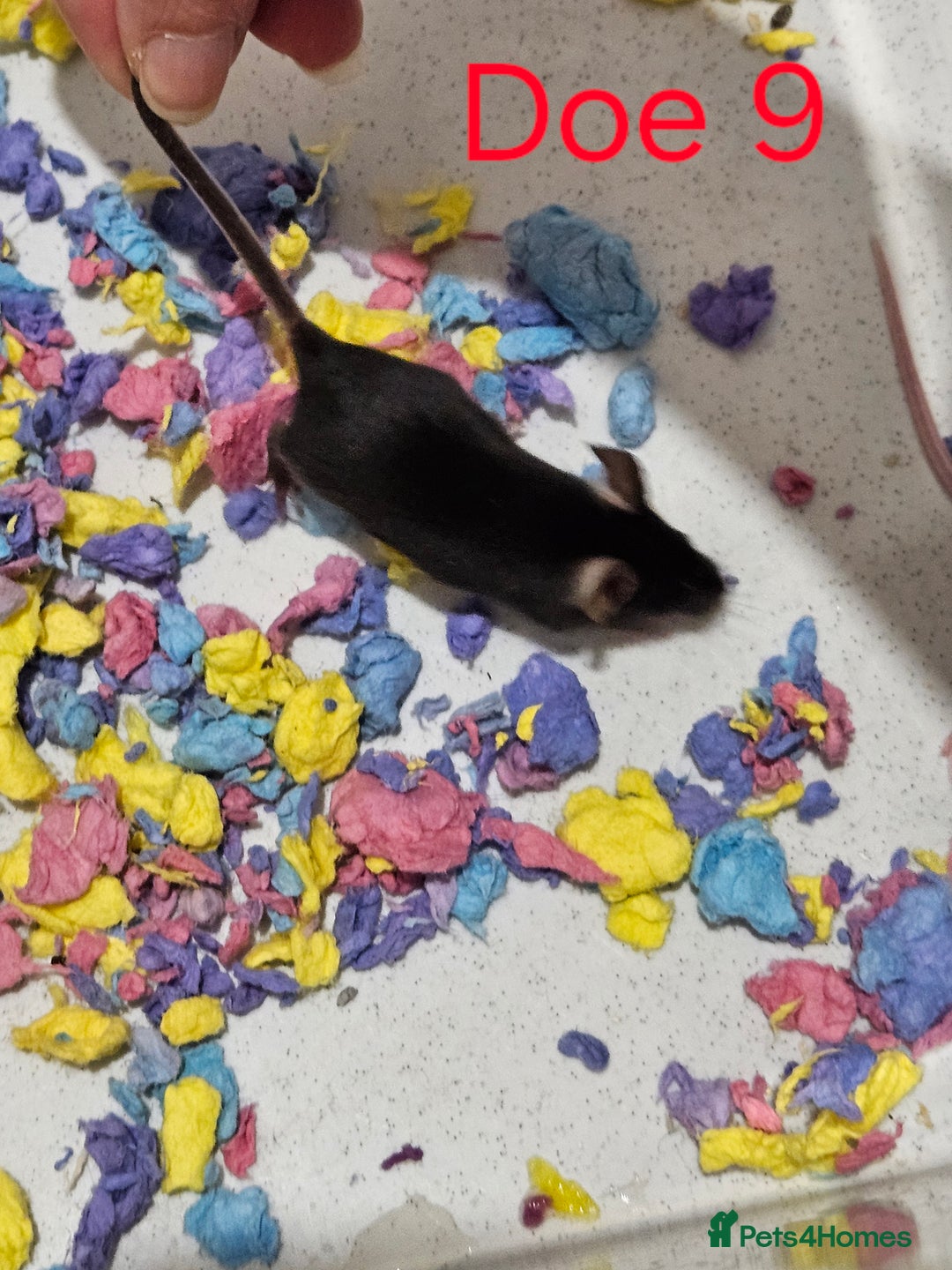 Mouse rodents for sale: Fancy Mice  - Image 5