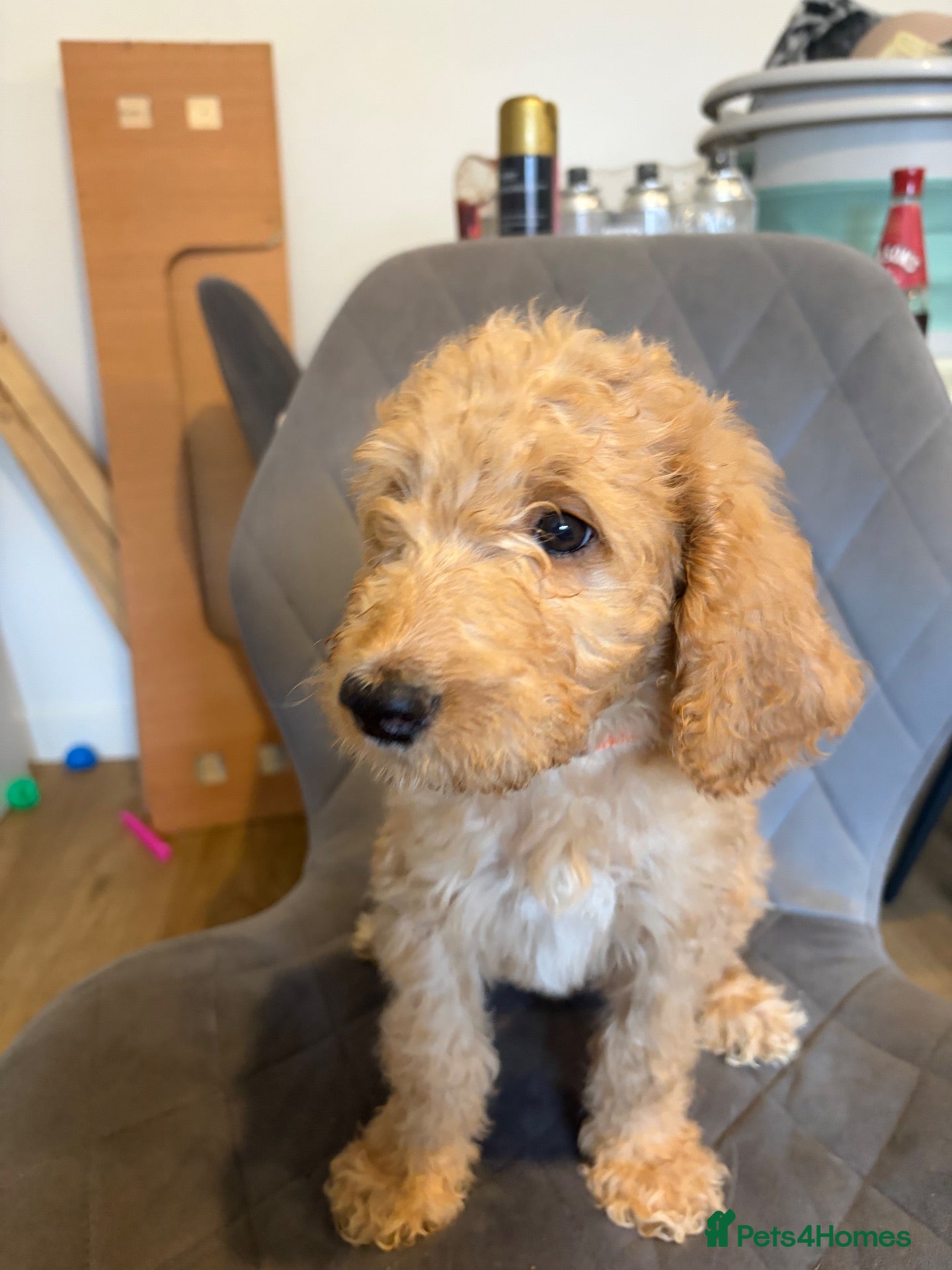 Labradoodle dogs READY NOW Multigen labradoodle puppies - Advert 5