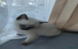 Siamese cats for sale: Siamese crossed with  Ragdol - Image 19