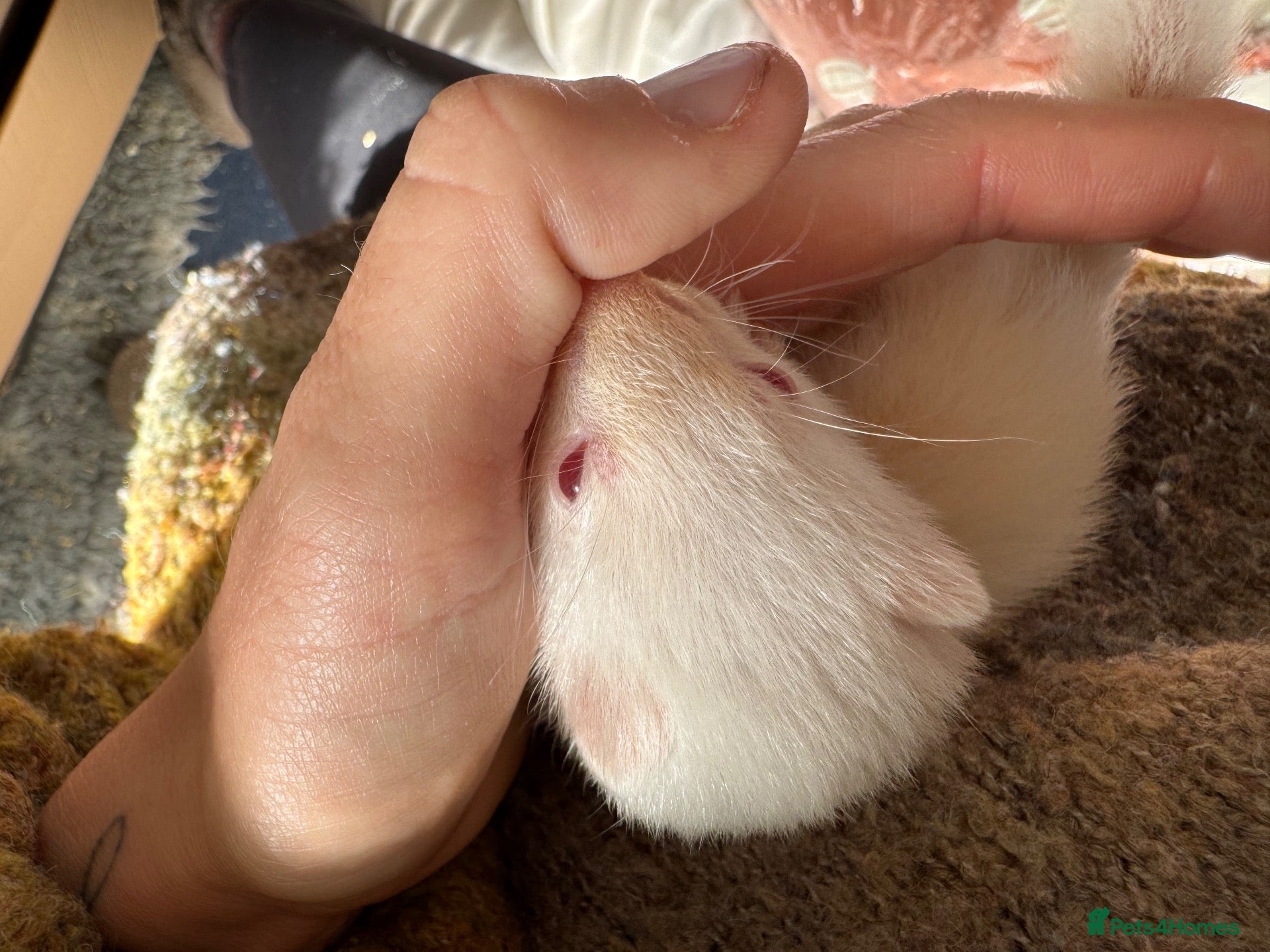 Ferret rodents X2 Jill ferrets  - Advert 1