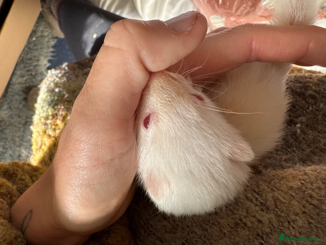 Ferret rodents for sale: X2 Jill ferrets  - Advert 1