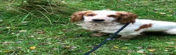 Cocker Spaniel dogs for sale: KC reg working cocker  in South Molton - Advert 10