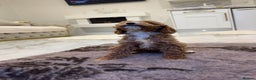 Cockapoo dogs for sale: F1 pra clear Cockapoos(council lincesed breeder) - Advert 2
