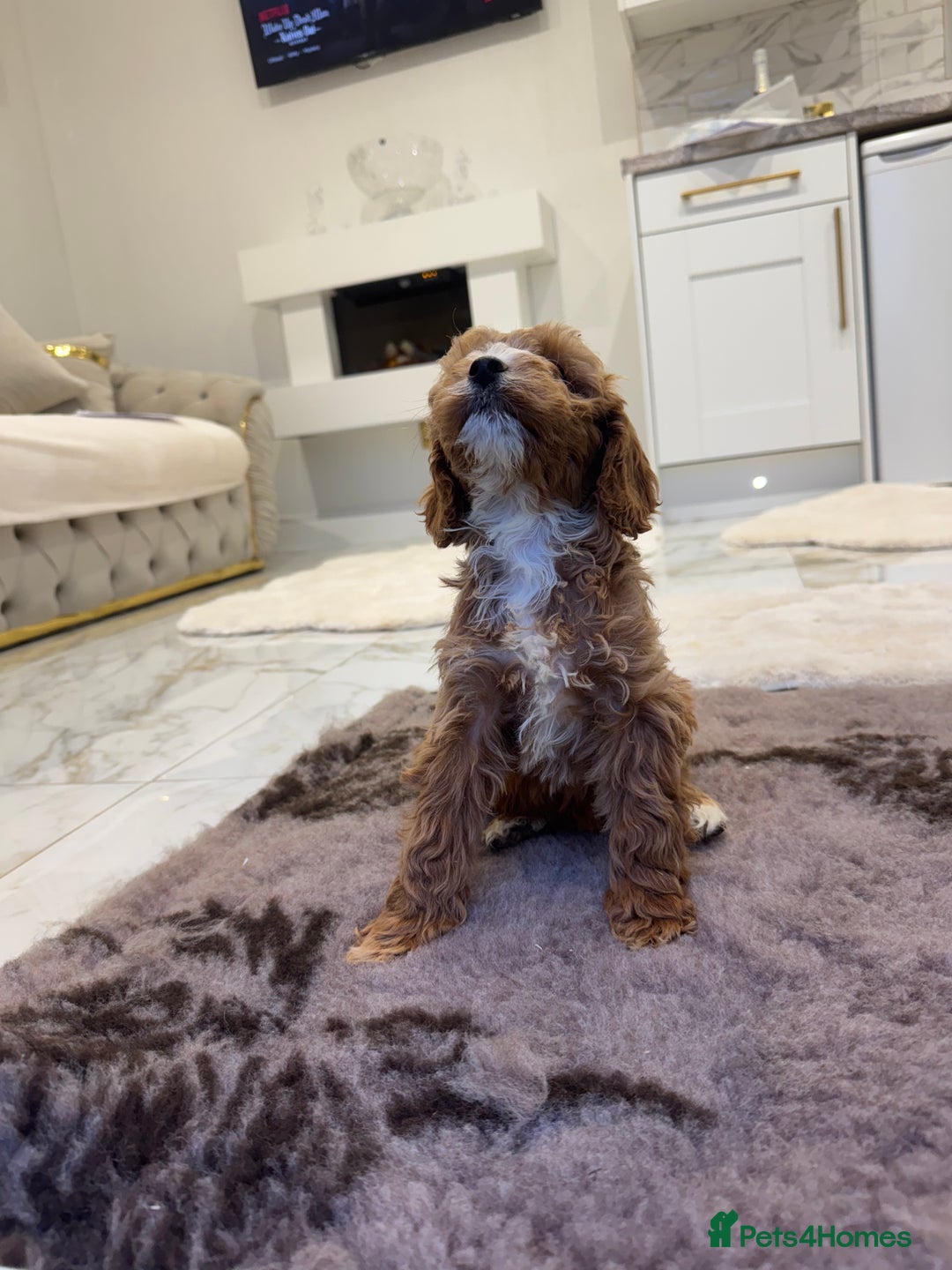Cockapoo dogs for sale: F1 pra clear Cockapoos(council lincesed breeder) - Advert 2