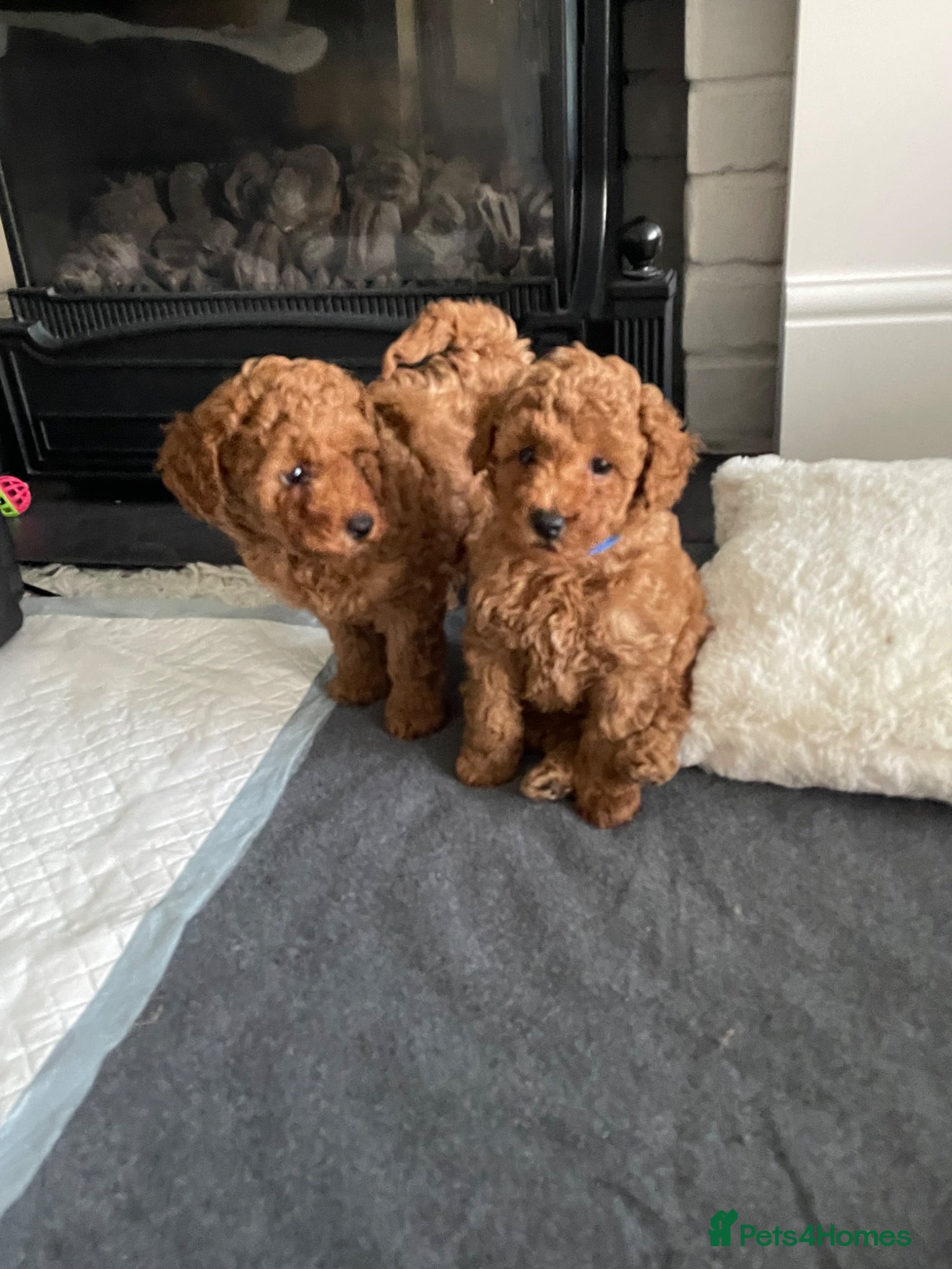 Toy Poodle dogs KC Red Toy Poodles. Health Tested Parents - Advert 15