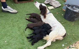 Cockapoo dogs for sale: Puppies - Image 1